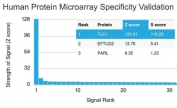 TLE1 Antibody Microarray Specificity Validated Clone TLE1/2085 protein microarray specificity analysis. Proteome-scale screening was performed using a HuProt human protein microarray containing more than 19,000 individually purified full-length human proteins. The TLE1 Antibody Microarray Specificity Validated Clone TLE1/2085 demonstrated highly selective binding to Transducin-Like Enhancer Protein 1, producing the strongest signal on the array with a Z-score of 130.01 and an S-score of 116.26, indicating strong enrichment for the intended target relative to all other proteins tested. Secondary signals detected for EFTUD2 and PARL were markedly lower, confirming the antibody's strong preferential recognition of TLE1. These results support the designation of clone TLE1/2085 as a Microarray Specificity Validated antibody, demonstrating proteome-wide selectivity through independent screening against thousands of human proteins to evaluate antibody specificity at a global scale.<BR>Z-score represents the strength of the fluorescent signal generated when the antibody binds to a protein on the array, expressed as standard deviations above the mean signal intensity across the entire microarray. S-score represents the difference between sequential Z-scores after ranking targets by signal intensity, providing a quantitative measure of relative specificity for the intended antigen compared with other proteins present on the array.