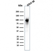 Melanoma gp100 Antibody (clone PMEL/2039). Western blot analysis of human COLO-38 melanoma cell lysate using Melanoma gp100 Antibody Microarray Specificity Validation clone PMEL/2039. Lane 1: human COLO-38 cell lysate. A prominent band is detected at approximately 100 kDa, consistent with the glycosylated precursor form of Premelanosome protein PMEL, also known as gp100. PMEL is synthesized as an approximately 100 kDa glycosylated precursor that undergoes proteolytic cleavage to generate an approximately 60-64 kDa M-alpha fragment and an approximately 26 kDa M-beta fragment. The M-alpha fragment is further processed into approximately 34-38 kDa and approximately 26 kDa fragments that assemble into the fibrillar matrix of developing melanosomes in melanocytic cells.