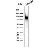 PMEL17 Antibody Glycosylated Protein. Western blot analysis of human COLO-38 melanoma cell lysate using PMEL17 Antibody Glycosylated Protein clone PMEL/2037. Lane 1: human COLO-38 cell lysate. A band is detected at approximately 100 kDa, consistent with the glycosylated precursor form of Premelanosome protein PMEL, also known as gp100. PMEL is synthesized as a glycosylated precursor that migrates near approximately 100 kDa before undergoing proteolytic cleavage into an approximately 60-64 kDa M-alpha fragment and an approximately 26 kDa M-beta fragment. The M-alpha fragment is further processed into approximately 34-38 kDa and approximately 26 kDa fragments that assemble into the fibrillar matrix of developing melanosomes in melanocytic cells.