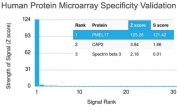 Melanoma gp100 Antibody Protein Microarray Validated (clone PMEL/2038). HuProt protein microarray specificity analysis using Melanoma gp100 Antibody Protein Microarray Validated clone PMEL/2038 against a microarray containing more than 19,000 full-length human proteins. The antibody shows strongest binding to PMEL17 (Premelanosome protein, also known as gp100), demonstrating selective target recognition compared with other proteins on the array. Z score represents the signal strength produced when the antibody binds to each protein on the array and is expressed as standard deviations above the mean signal generated across the array. When proteins are ranked by Z score, the S score represents the difference between adjacent Z scores and therefore reflects the relative specificity of the antibody for its intended target. These results demonstrate the strong specificity of clone PMEL/2038 for PMEL17 in large-scale protein microarray screening.