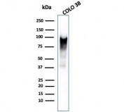 Western blot testing of human COLO-38 cell lysate with microarray validated Melanoma gp100 antibody (clone PMEL/2038). The ~100 kDa glycosylated PMEL precursor is proteolytically cleaved into an ~60-64 kDa M-alpha fragment and an ~26 kDa M-beta fragment. The M-alpha fragment is subsequently processed into ~34-38 kDa and ~26 kDa fragments that assemble into the fibrillar matrix of melanosomes.