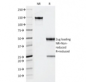 SDS-PAGE analysis of purified, BSA-free Thyroid Peroxidase antibody (clone TPO/1922) as confirmation of integrity and purity.
