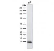 Western blot testing of human Raji cell lysate with Ubiquitin/UBB antibody (clone UBB/1748). Expected molecular weight ~9 kDa.