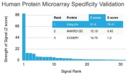 Analysis of HuProt(TM) microarray containing more than 19,000 full-length human proteins using Ubiquitin/UBB antibody (clone UBB/1748). These results demonstrate the foremost specificity of the UBB/1748 mAb. Z- and S- score: The Z-score represents the strength of a signal that an antibody (in combination with a fluorescently-tagged anti-IgG secondary Ab) produces when binding to a particular protein on the HuProt(TM) array. Z-scores are described in units of standard deviations (SD's) above the mean value of all signals generated on that array. If the targets on the HuProt(TM) are arranged in descending order of the Z-score, the S-score is the difference (also in units of SD's) between the Z-scores. The S-score therefore represents the relative target specificity of an Ab to its intended target.