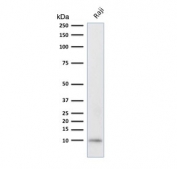 Western blot testing of human Raji cell lysate with Ubiquitin antibody (clone UBB/2122). Expected molecular weight ~9 kDa.