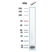Western blot testing of human HeLa cell lysate with Ubiquitin antibody (clone UBB/2122). Expected molecular weight ~9 kDa.