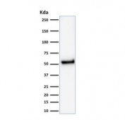 TP53 Antibody for Western Blot / p53 Western Blot Antibody (clone rTP53/1739). Western blot analysis of human HeLa cell lysate demonstrates detection of Tumor protein p53 using the recombinant mouse monoclonal clone rTP53/1739. Lane 1: human HeLa cell lysate. A band is detected at approximately 53 kDa, consistent with the predicted molecular weight of Tumor protein p53 / TP53. This result confirms that the TP53 Antibody for Western Blot detects endogenous p53 protein in human cell lysates by western blot analysis.