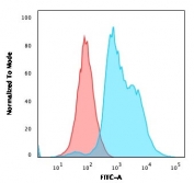 ZAP70 Antibody for FACS / T-cell Signaling Flow Cytometry Antibody. Flow cytometry analysis of intracellular ZAP70 expression in PFA-fixed human Jurkat T lymphocyte cells using clone ZAP70/2047. Cells were fixed and permeabilized to enable detection of the cytoplasmic tyrosine kinase Zeta-chain-associated protein kinase 70 (ZAP70), a key mediator of T-cell receptor signaling. The blue histogram shows specific intracellular staining of ZAP70-positive Jurkat cells, while the red histogram represents the isotype control, demonstrating a clear rightward shift consistent with T-cell signaling-associated ZAP70 expression.