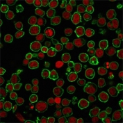 Immunofluorescent staining of PFA-fixed human Jurkat cells with CD45 antibody (clone BRA55, green) and Reddot nuclear stain (red).