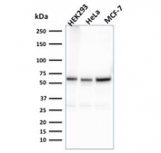 FAF1 Antibody WB. Western blot testing of human HEK293, HeLa and MCF-7 cell lysate with FAF1 antibody. Expected molecular weight ~74 kDa.