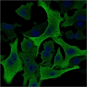 AKR1B1 Antibody A549 IF. Immunofluorescence analysis of human A549 cells stained with AKR1B1 Antibody clone CPTC-AKR1B1-2 (green) and DAPI nuclear counterstain (blue). Strong cytoplasmic fluorescence is observed throughout A549 cells, consistent with the expected intracellular localization of Aldose reductase / AKR1B1, an oxidative stress-associated metabolic enzyme involved in reactive aldehyde detoxification, glucose-responsive signaling, and cellular redox regulatory pathways.