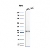 AKR1B1 Antibody HEK293 WB. Western blot analysis of human HEK293 cell lysate using AKR1B1 Antibody clone CPTC-AKR1B1-2. A strong band is detected near approximately 35-40 kDa, consistent with the predicted molecular weight of Aldose reductase / AKR1B1, an oxidative stress-associated aldo-keto reductase family enzyme involved in reactive aldehyde detoxification, glucose-responsive signaling, and cellular redox regulatory pathways.