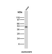 Recombinant GATA Binding Protein 3 Antibody Jurkat WB. Western blot analysis of human Jurkat cell lysate using recombinant GATA3 Antibody / GATA Binding Protein 3 Antibody clone rGATA3/3870. A distinct band is detected at approximately 48-50 kDa, consistent with the predicted molecular weight of GATA binding protein 3 / GATA3, a zinc finger transcription factor involved in T-cell differentiation and lineage-specific transcriptional regulation.