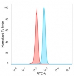 ZNF488 Antibody HeLa FACS. Flow cytometry analysis of PFA-fixed human HeLa cells using ZNF488 antibody. The mouse monoclonal antibody clone PCRP-ZNF488-2D8, detected with goat anti-mouse IgG-CF488 (blue), shows a clear right-shifted population compared to unstained cells (red), indicating positive intracellular staining of Zinc finger protein 488 / ZNF488. This shift supports detection of this nuclear transcription factor following permeabilization, consistent with its role as a transcription factor marker in proliferative epithelial cells.