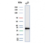 Western blot analysis of CD20 Antibody Recombinant Mouse MAb in human Raji cell lysate. A distinct immunoreactive band is observed at approximately 33 kDa, consistent with the predicted molecular weight of CD20/MS4A1. The single band pattern supports specific detection of CD20 in this B-cell derived line.