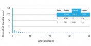 CD56 Antibody - Protein Microarray Validated (clone NCAM/7521). Protein microarray analysis using a HuProt(TM) array containing more than 19,000 full-length human proteins demonstrates strong and selective binding of this antibody to Neural cell adhesion molecule 1 (NCAM1), also known as CD56. Signal intensity is quantified using Z-scores, which represent the strength of antibody binding relative to the mean signal across the array. The S-score represents the difference in Z-scores between the top-ranked protein and the next highest signal and is used to assess target specificity. An S-score of 2.5 or greater indicates strong specificity for the intended target. In this analysis, NCAM1 is identified as the highest-ranked protein, indicating that clone NCAM/7521 preferentially recognizes CD56 compared with other proteins present on the array.