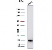 CRYAB Antibody Stress Protein WB. Western blot analysis of Alpha B crystallin / CRYAB in human HeLa cell lysate using mouse monoclonal CRYAB antibody, clone CRYAB/4659. A distinct band is detected at approximately 20 kDa, consistent with the predicted molecular weight of CRYAB, supporting detection of this stress-inducible small heat shock protein involved in cellular protection and protein stabilization.