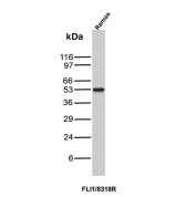 FLI1 Antibody Ramos WB. Western blot analysis of Ramos cell lysate using FLI1 Antibody clone FLI1/8318R. A prominent band is detected at approximately 50-55 kDa, consistent with the expected molecular weight range of Friend leukemia integration 1 transcription factor / FLI1, a nuclear ETS family regulatory protein involved in hematopoietic differentiation and transcriptional control pathways.