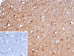Gamma Enolase Antibody Brain IHC. Immunohistochemistry analysis of FFPE human brain tissue with Gamma Enolase antibody (clone ENO2/6678). Inset: PBS used in place of primary Ab (secondary Ab negative control). HIER: boil tissue sections in pH 9 10mM Tris with 1mM EDTA for 20 min and allow to cool before testing.