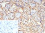 NSE Antibody Human Placenta IHC. Immunohistochemistry staining of FFPE human placental tissue with NSE gamma antibody (clone ENO2/7447). Inset: PBS used in place of primary Ab (secondary Ab negative control). HIER: boil tissue sections in pH 9 10mM Tris with 1mM EDTA for 20 min and allow to cool before testing.