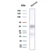 CD27 Antibody for WB. Western blot analysis of CD27 / TNFRSF7 expression in human Ramos B-cell lysate using CD27 Antibody / Immune Memory Formation Marker Antibody. Lane 1: Ramos cell lysate. A band is detected at approximately 50â60 kDa, consistent with glycosylated CD27, noting a lower predicted molecular weight of approximately 29 kDa for the core protein. CD27 is a glycosylated receptor, and the higher apparent molecular weight reflects N-linked glycosylation commonly observed in antigen-experienced lymphocyte populations. The detection of CD27 in Ramos cells aligns with its expression in B-cell lineage populations relevant to immune memory formation.