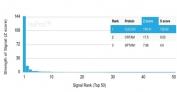 CD303 Antibody HuProt Microarray Specificity. Protein microarray analysis using CD303 Antibody (clone CLEC4C/3400) demonstrates highly specific binding to CLEC4C / CD303 (BDCA2), with the target protein ranked as the top hit and showing a strong Z score with clear separation from all other proteins on the array. Signal intensity decreases sharply for non-target proteins, supporting selective recognition with minimal off-target interaction. Z score represents the strength of signal in standard deviations above the mean of all array signals, while S score reflects the separation between ranked targets and provides a measure of relative specificity.