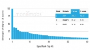 Analysis of a HuProt(TM) microarray containing more than 19,000 full-length human proteins using Alpha-2-Macroglobulin antibody (clone A2M/6555). Z- and S- Score: The Z-score represents the strength of a signal that a monoclonal antibody (in combination with a fluorescently-tagged anti-IgG secondary antibody) produces when binding to a particular protein on the HuProt(TM) array. Z-scores are described in units of standard deviations (SD's) above the mean value of all signals generated on that array. If targets on HuProt(TM) are arranged in descending order of the Z-score, the S-score is the difference (also in units of SD's) between the Z-score. S-score therefore represents the relative target specificity of a mAb to its intended target. A mAb is considered to specific to its intended target, if the mAb has an S-score of at least 2.5. For example, if a mAb binds to protein X with a Z-score of 43 and to protein Y with a Z-score of 14, then the S-score for the binding of that mAb to protein X is equal to 29.