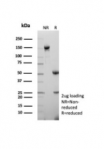 SDS-PAGE analysis of purified, BSA-free TTF-1 antibody (clone TTF1/8427) as confirmation of integrity and purity.