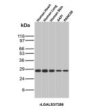 Recombinant LGALS3 Antibody by WB in human tissues and cell lines. Western blot analysis of human heart, lung, and skin tissue lysates, along with A431 and PANC-28 cell lysates, using Recombinant LGALS3 Antibody rLGALS3/7286. A band is detected at approximately 29 kDa, consistent with the expected molecular weight of galectin-3.