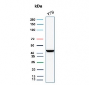 Brain Creatine Kinase Antibody Y79 WB. Western blot analysis of human Y79 cell lysate using Brain Creatine Kinase antibody. The mouse monoclonal antibody clone CKBB/6568 detects a band at approximately 43 kDa, consistent with the predicted molecular weight of Creatine kinase B / CKB. Detection in Y79 neuroblastoma-derived cells aligns with the neuronal lineage and energy homeostasis function of this cytosolic enzyme, supporting its use as a neuronal energy homeostasis marker in western blot analysis.