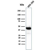 Brain Creatine Kinase Antibody HEK293 Cell WB. Western blot testing of human HEK293 cell lysate with Brain Creatine Kinase antibody (clone CKBB/6568). Predicted molecular weight ~43 kDa.