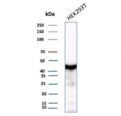 Creatine Phosphokinase BB Antibody HEK293 Cell WB. Western blot testing of human HEK293 cell lysate with Creatine phosphokinase BB antibody (clone CKBB/8609R). Predicted molecular weight ~43 kDa.