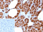 IHC analysis of Glycoprotein 2 antibody in human pancreas. Glycoprotein 2 Antibody Rabbit Monoclonal GP2/8618R was used for immunohistochemistry on FFPE human pancreas tissue. Strong HRP-DAB brown cytoplasmic and apical staining is observed in pancreatic acinar epithelial cells, consistent with the known localization of Glycoprotein 2 (GP2) to pancreatic zymogen granule membranes in the exocrine pancreas. The staining highlights the secretory acinar cell clusters surrounding pancreatic ducts, while stromal areas show minimal signal. Inset: PBS used in place of primary antibody as a secondary antibody negative control. HIER: boil tissue sections in pH 9 10mM Tris with 1mM EDTA for 20 min and allow to cool before testing.