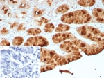 pS2 Antibody Recombinant Rabbit MAb TFF1/8755R. Immunohistochemistry analysis of Trefoil factor 1 (TFF1) in formalin-fixed, paraffin-embedded human stomach tissue using pS2 Antibody Recombinant Rabbit MAb TFF1/8755R. Gastric epithelial cells show strong HRP-DAB brown cytoplasmic staining consistent with expression of the estrogen regulated secretory peptide TFF1 (pS2) in mucus-secreting gastric glands. Hematoxylin counterstain highlights nuclei (blue). Antigen retrieval was performed by boiling tissue sections in pH 9 10mM Tris with 1mM EDTA for 20 min followed by cooling prior to immunohistochemistry staining. Inset: PBS was used in place of the primary antibody as a secondary antibody negative control.