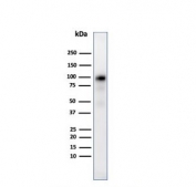 Western blot testing of human pancreas tissue lysate with Glycoprotein 2 antibody (clone GP2/3510). Predicted molecular weight ~59 kDa but may be observed at higher molecular weights due to glycosylation.