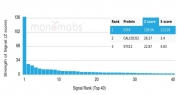 E2F4 Antibody HuProt Microarray. Analysis of a HuProt(TM) microarray containing more than 19,000 full-length human proteins using E2F4 antibody detecting E2F transcription factor 4, clone E2F4/4224. The antibody shows a strong and specific signal for E2F4 with a high Z-score and a significant separation from the next highest targets, resulting in an S-score greater than 2.5, consistent with high target specificity. Z-score represents the signal intensity in standard deviations above the array mean, while S-score reflects the difference between the top-ranked target and the next highest signal, indicating relative binding specificity of the monoclonal antibody.