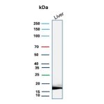 Haptoglobin Antibody HP/3834 Detection in Human Liver WB. Western blot analysis of human liver tissue lysate using Haptoglobin Antibody clone HP/3834. A strong, discrete band is detected at approximately 18 kDa. Haptoglobin is synthesized as an approximately 45-50 kDa precursor that undergoes proteolytic processing into alpha and beta chains; the observed ~18 kDa band is consistent with a processed haptoglobin chain.
