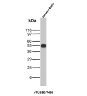 TUBB3 Antibody Brain Tissue WB. Western blot analysis of Beta III tubulin (TUBB3) expression in human brain tissue lysate using TUBB3 antibody clone rTUBB3/7406. Lane 1: human brain lysate. A band is detected at approximately 50-55 kDa, consistent with the predicted molecular weight of TUBB3. The clear and specific signal supports the use of this clone for reliable western blot detection.