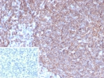Granulocyte-Colony Stimulating Factor Antibody Tonsil Immunohistochemistry. IHC analysis of FFPE human tonsil tissue with G-CSF antibody (clone CSF3/4597). Inset: PBS used in place of primary Ab (secondary Ab negative control). HIER: boil tissue sections in pH 9 10mM Tris with 1mM EDTA for 20 min and allow to cool before testing.