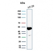 Cytokeratin 20 Antibody for WB. Western blot analysis of human HT-29 cell lysate using Cytokeratin 20 Antibody for WB (clone KRT20/7805R). Lane 1: human HT-29 cell lysate. A band is detected at approximately 46 kDa, consistent with the predicted molecular weight of Keratin 20 / Cytokeratin 20 (KRT20), an epithelial intermediate filament protein commonly expressed in gastrointestinal epithelial cells.