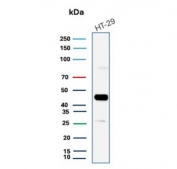 Cytokeratin 20 Antibody for WB. Western blot analysis of human HT-29 cell lysate using Cytokeratin 20 Antibody for WB (clone KRT20/7805R). Lane 1: human HT-29 cell lysate. A band is detected at approximately 46 kDa, consistent with the predicted molecular weight of Keratin 20 / Cytokeratin 20 (KRT20), an epithelial intermediate filament protein associated with gastrointestinal epithelial cell differentiation.
