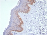 Immunohistochemistry analysis of Cytokeratin 15 / KRT15 antibody (clone KRT15/8312R) in human skin tissue. Formalin-fixed, paraffin-embedded human skin tissue was stained using Cytokeratin 15 antibody (clone KRT15/8312R). Heat-induced epitope retrieval was performed by boiling tissue sections in 10 mM Tris with 1 mM EDTA, pH 9.0, followed by cooling prior to antibody incubation. Brown chromogenic signal is observed predominantly in basal keratinocytes along the epidermal basal layer, with cytoplasmic staining outlining the basal cell compartment, while suprabasal keratinocytes and underlying dermal tissue show little to no staining. This staining pattern is consistent with basal cell-associated expression of Cytokeratin 15 in stratified squamous epithelium.