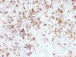 MPO Antibody Rabbit Monoclonal MPO/8631R / Myeloperoxidase Antibody. Immunohistochemistry analysis of MPO Antibody Rabbit Monoclonal MPO/8631R in FFPE human spleen tissue. Brown chromogenic staining highlights cytoplasmic Myeloperoxidase / MPO-positive myeloid cells distributed throughout the splenic tissue. Heat-induced epitope retrieval was performed by boiling tissue sections in pH 9 10mM Tris with 1mM EDTA for 20 minutes followed by cooling prior to staining.