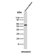 Myeloperoxidase Antibody Recombinant Rabbit MAb MPO/8997R / MPO Antibody. Western blot analysis of human spleen tissue lysate using Myeloperoxidase Antibody Recombinant Rabbit MAb MPO/8997R. A band is detected at approximately 60 kDa, consistent with the predicted molecular weight of the Myeloperoxidase / MPO alpha chain, which may appear within the ~59-64 kDa range depending on glycosylation and maturation of the enzyme in granulocytic cells.