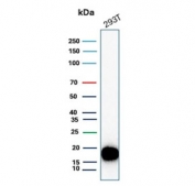 Western blot testing of human 293T cell lysate with Survivin antibody. Predicted molecular weight ~16 kDa.