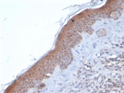 Immunohistochemistry analysis of SERPINB5 / MASPIN antibody in human skin. FFPE human skin tissue was stained with SERPINB5 / MASPIN antibody (clone SERPINB5/4971). HRP-DAB brown chromogenic signal is observed predominantly within the epidermal layer, showing strong cytoplasmic staining in keratinocytes with occasional nuclear positivity. The staining pattern highlights epithelial cells along the basal and suprabasal layers, consistent with the known epithelial expression of MASPIN. Dermal stromal components display minimal background staining. Nuclei are counterstained blue. Heat-induced epitope retrieval was performed by boiling tissue sections in 10 mM Tris with 1 mM EDTA, pH 9, for 20 minutes followed by cooling prior to antibody incubation.
