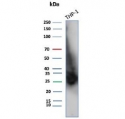 Western blot testing of human THP-1 cell lysate with Basigin/CD147 antibody (clone BSG/7952). Expected molecular weight: 27-66 kDa depending on level of glycosylation.