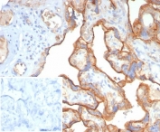 Immunohistochemistry analysis of BSG antibody in human placental tissue (clone BSG/7955). FFPE human placenta sections demonstrate HRP-DAB brown membranous and cytoplasmic staining in trophoblastic cells lining chorionic villi. The staining pattern highlights strong cell surface localization consistent with CD147 Basigin expression in placental epithelium, while underlying stromal cells show comparatively weaker signal. The inset shows PBS used in place of primary antibody as a secondary antibody negative control, demonstrating absence of specific brown staining. Heat induced epitope retrieval was performed by boiling tissue sections in pH 9 10 mM Tris with 1 mM EDTA for 20 minutes followed by cooling prior to antibody incubation.