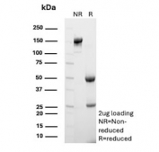 SDS-PAGE analysis of purified, BSA-free HAb18G/CD147 antibody (clone BSG/7957) as confirmation of integrity and purity.
