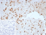 Immunohistochemistry analysis of TGFB / Transforming growth factor beta antibody in human spleen tissue (clone TGFB/7230). FFPE human spleen sections show scattered HRP-DAB brown cytoplasmic staining in immune cell populations within the splenic parenchyma, while surrounding stromal elements display minimal background signal. The distribution pattern is consistent with cytokine expression in immune regulatory cells. The inset image shows the PBS secondary-only negative control, demonstrating absence of specific staining. Heat induced epitope retrieval was performed by boiling tissue sections in pH 9 10mM Tris with 1mM EDTA for 20 minutes followed by cooling prior to antibody incubation.